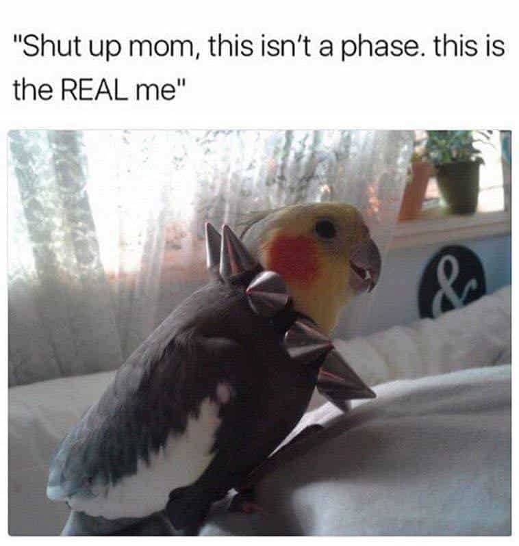 Shut up mom, this isn't a phase
