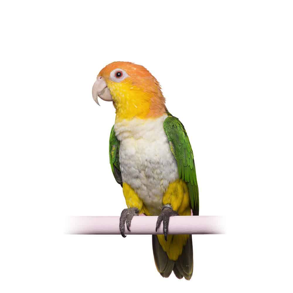 Caique Parrot Shirts & Gifts
