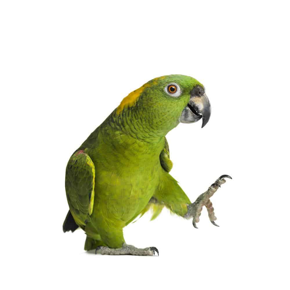 Amazon Parrot Shirts & Gifts