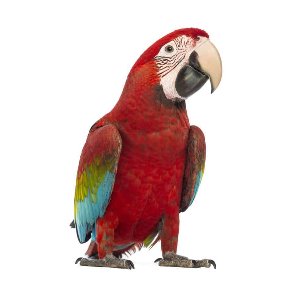 Macaw Shirts & Gifts