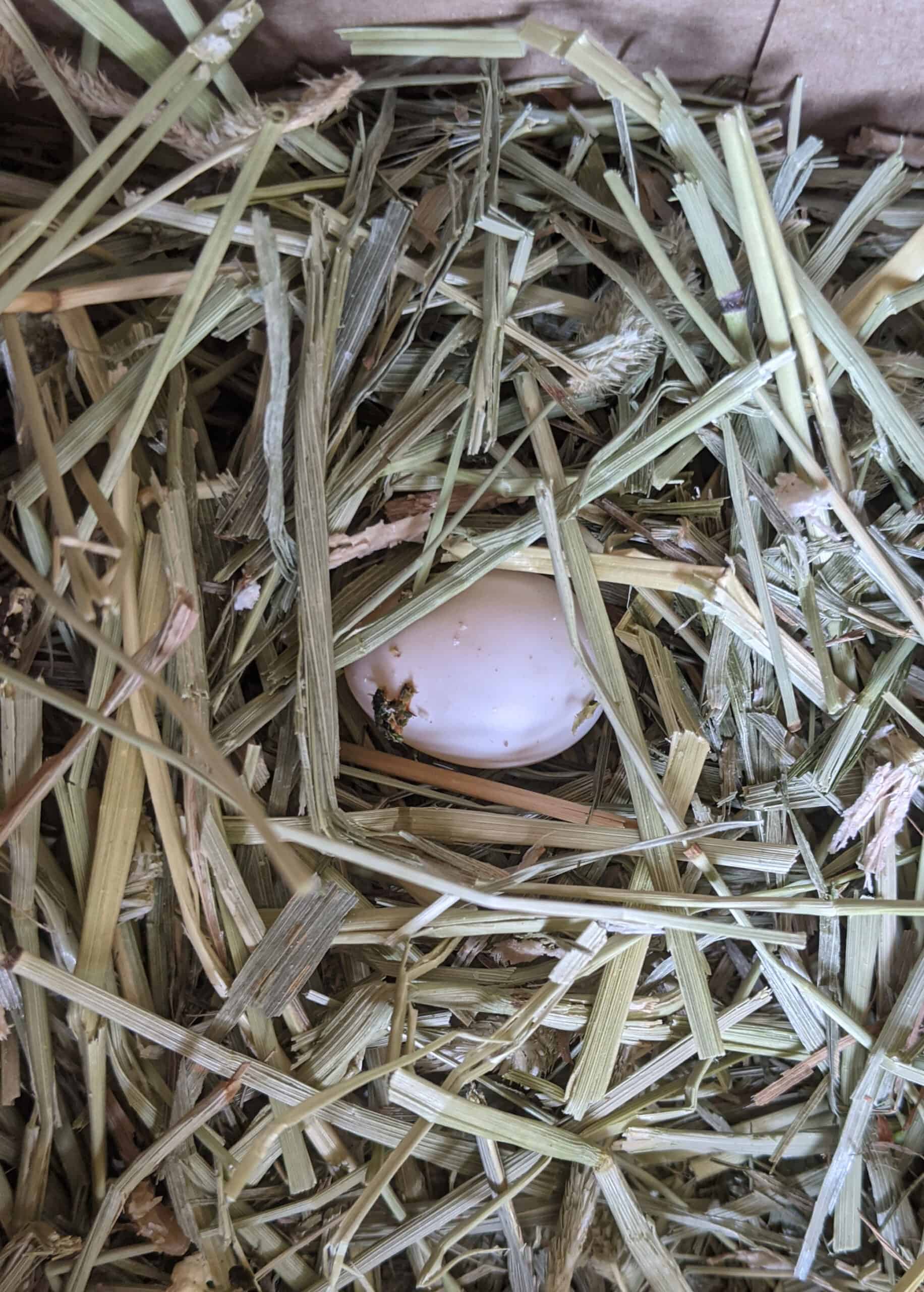 Cinnamon Laid an egg! Birdwear