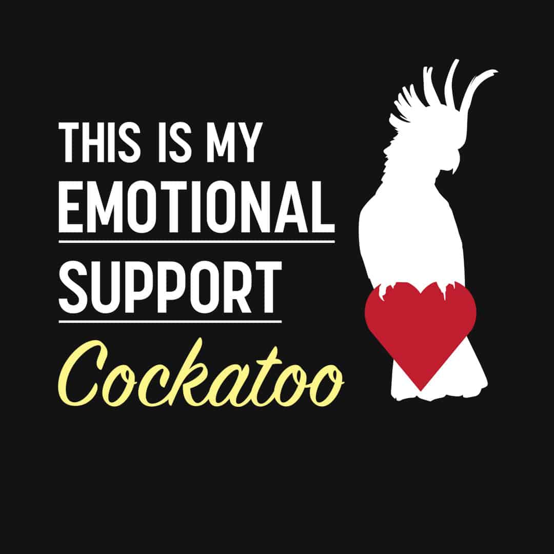 This is my Emotional Support Cockatoo
