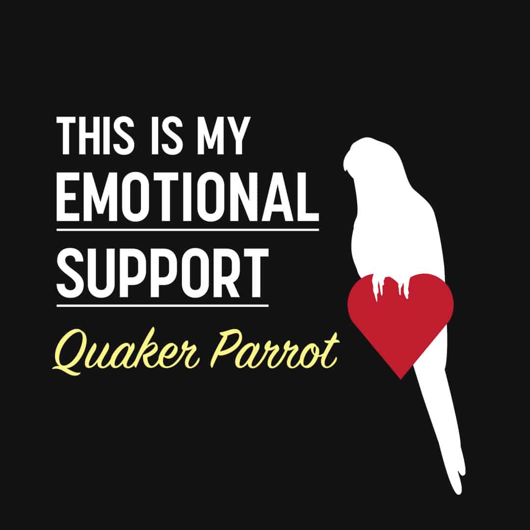 This is my Emotional Support Quaker Parrot